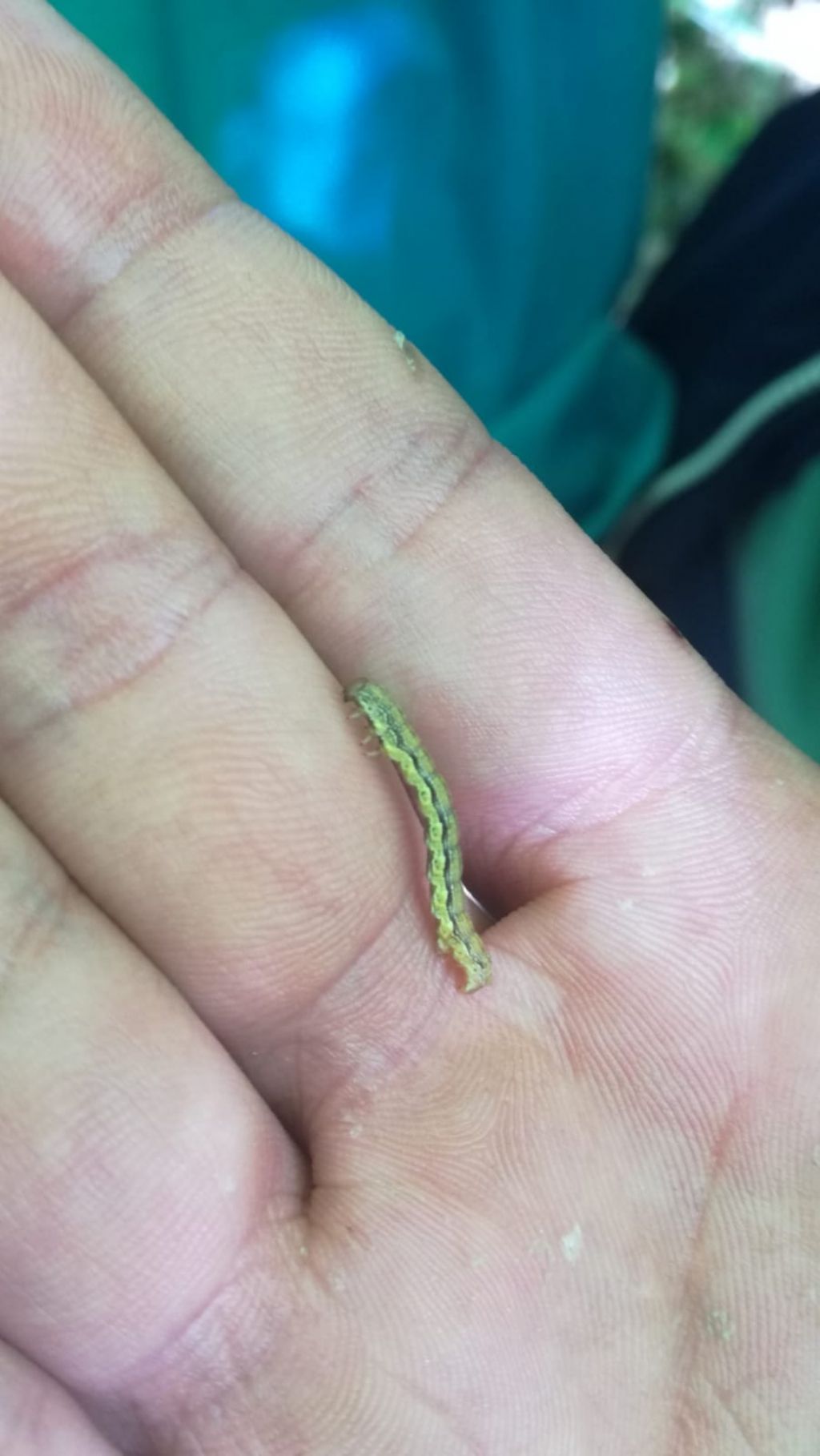 larva di Erannis defoliaria? S
